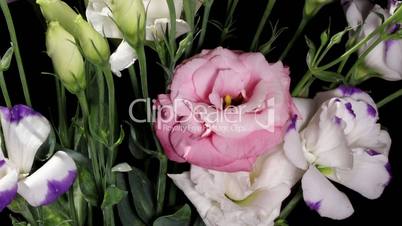 Blooming colorful eustoma on the black background (Eustoma grandiflorum) timelapse