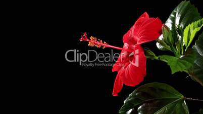 Blooming red Hibiscus on a black background (Hibiscus rosa-sinensis L.) (Time Lapse)