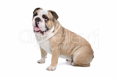 English Bulldog