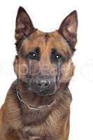 Belgian Shepherd portrait