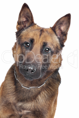 Belgian Shepherd portrait