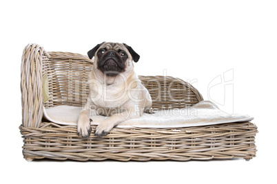 Pug on a luxury bed
