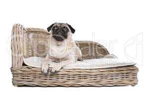 Pug on a luxury bed