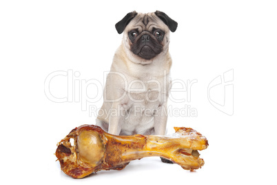 Pug with a huge bone