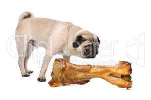 Pug with a huge bone