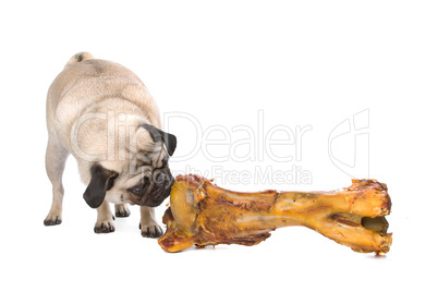 Pug with a huge bone