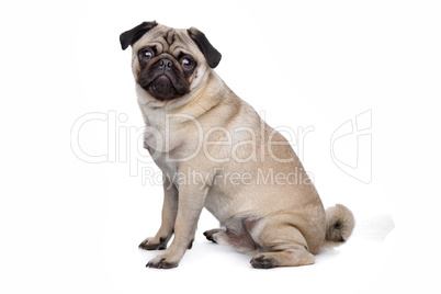 Pug dog