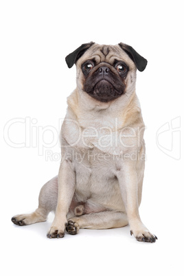 Pug dog