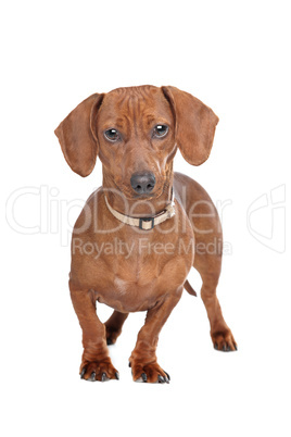 short haired dachshund