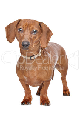 short haired dachshund