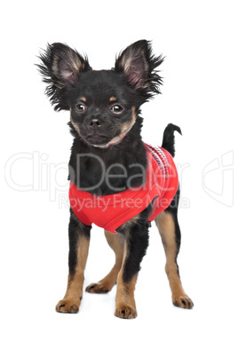 chihuahua with red shirt