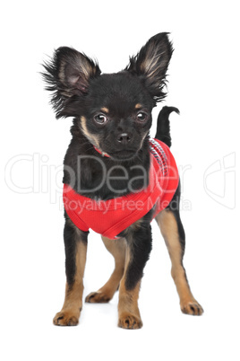 chihuahua with red shirt