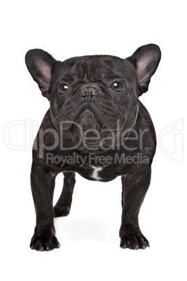 Dark brown French bulldog