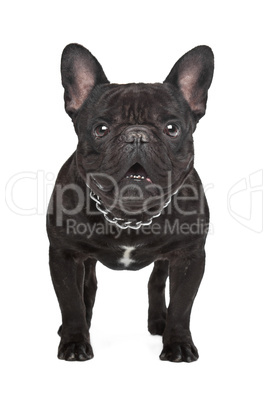 Dark brown French bulldog