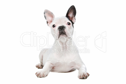 French Bulldog puppy