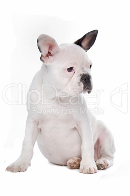 French Bulldog puppy