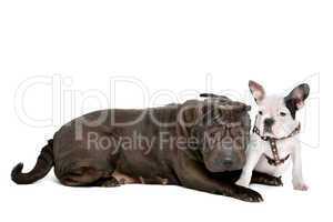 Shar-Pei and a French Bulldog puppy