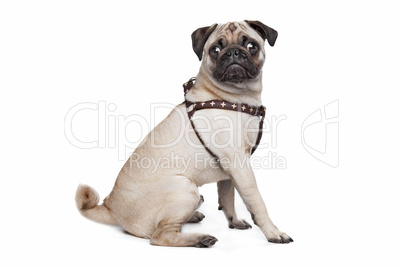 Pug dog