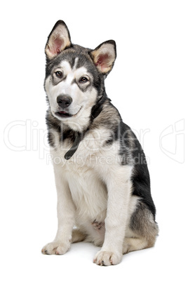 Alaskan Malamute puppy