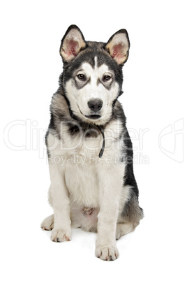 Alaskan Malamute puppy