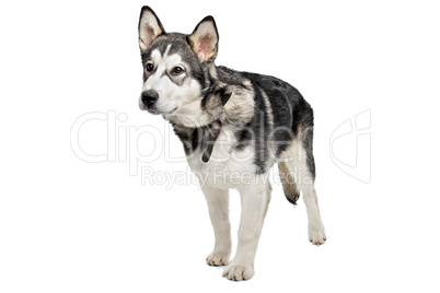 Alaskan Malamute puppy