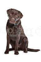 Chocolate Labrador