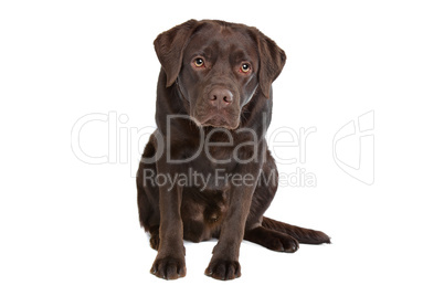 Chocolate Labrador