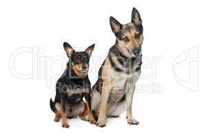 Two mixed breed dogs