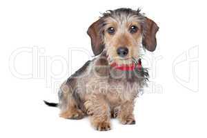 Wire-haired Dachshund