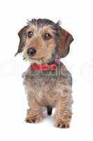 Wire-haired Dachshund