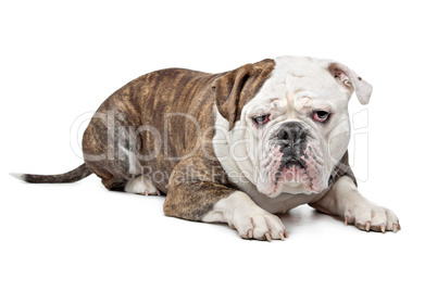 Old English Bulldog