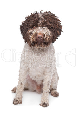 lagotto romagnola