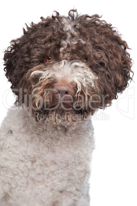 lagotto romagnola