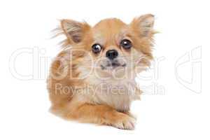 Brown long haired chihuahua