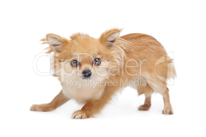 Brown long haired chihuahua