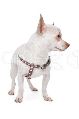 White Chihuahua