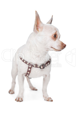 White Chihuahua