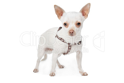 White Chihuahua