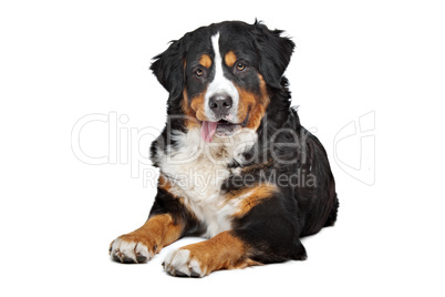 Bernese Mountain Dog