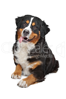 Bernese Mountain Dog