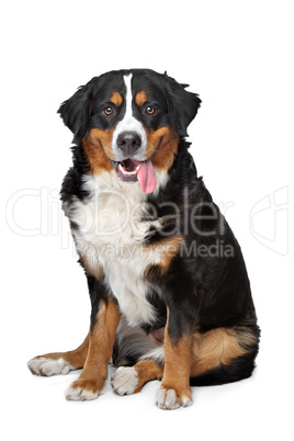 Bernese Mountain Dog