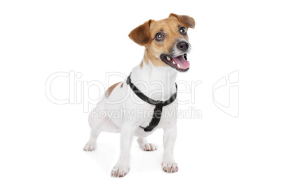 Jack Russel Terrier