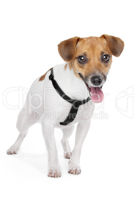 Jack Russel Terrier