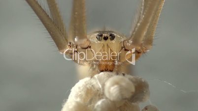 Zitterspinne (Pholcidae)