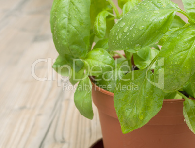 Potted Basil