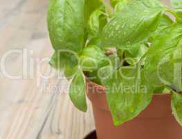 Potted Basil