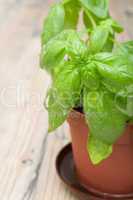 Potted Basil