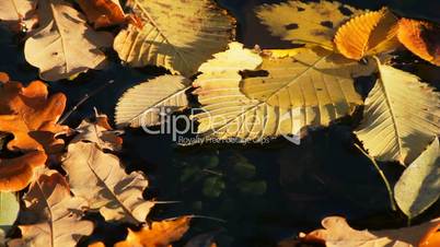 Autumn leaves on water