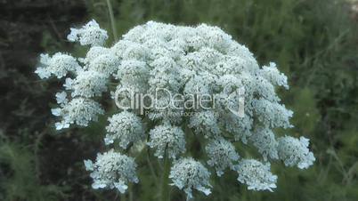 Yarrow,