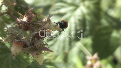 Ladybug,